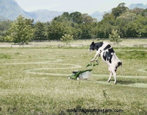 Managing Grazing So Animals Make the Most of Their Time