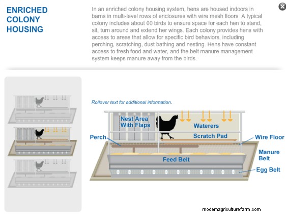 Cage Free Eggs Are Not All They’re Cracked Up to Be