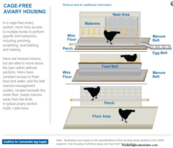 Cage Free Eggs Are Not All They’re Cracked Up to Be