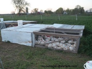 What Chicken Should I Raise?