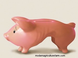 Why Pigs Fall Apart on Pasture