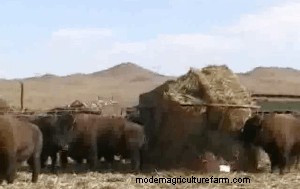 Cattle and Bison are Better Than You At Feed Mixing