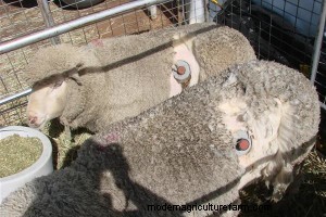 Can Animals Learn to Prevent Bloat?