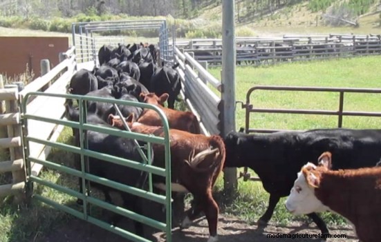 How to Prepare Your Animals to Work With You