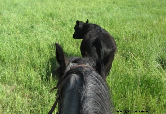 Good Stockmen Understand What an Animal is “Saying”