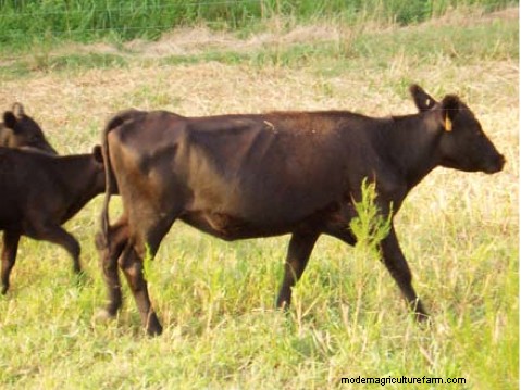 Skinny Cows? Use Body Condition Scoring to Adjust Your Management