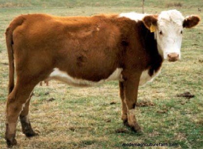 Skinny Cows? Use Body Condition Scoring to Adjust Your Management