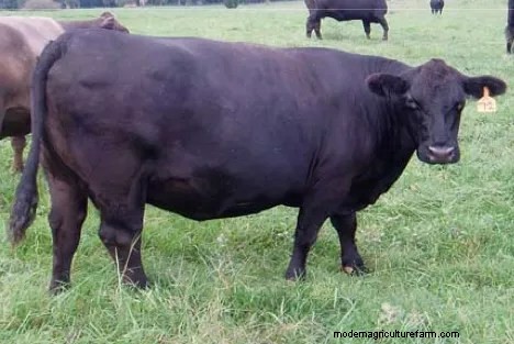 Skinny Cows? Use Body Condition Scoring to Adjust Your Management