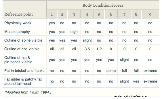 Skinny Cows? Use Body Condition Scoring to Adjust Your Management