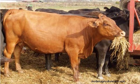 Skinny Cows? Use Body Condition Scoring to Adjust Your Management