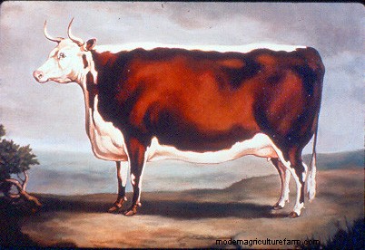 From Big to Small to Big to Small: A Pictorial History of How We’ve Changed What Cattle Look Like