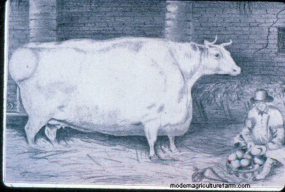 From Big to Small to Big to Small: A Pictorial History of How We’ve Changed What Cattle Look Like