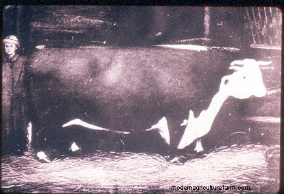 From Big to Small to Big to Small: A Pictorial History of How We’ve Changed What Cattle Look Like