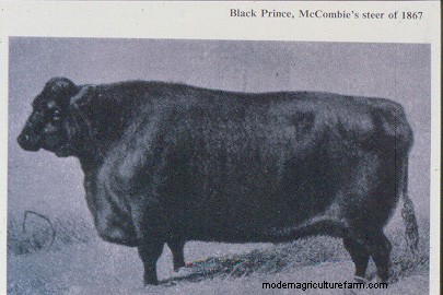 From Big to Small to Big to Small: A Pictorial History of How We’ve Changed What Cattle Look Like