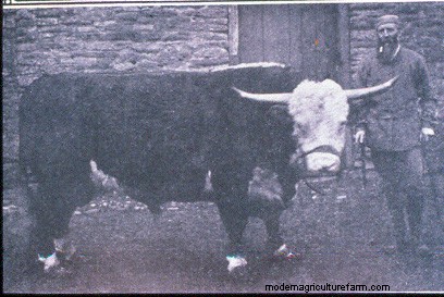 From Big to Small to Big to Small: A Pictorial History of How We’ve Changed What Cattle Look Like