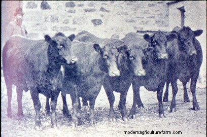 From Big to Small to Big to Small: A Pictorial History of How We’ve Changed What Cattle Look Like