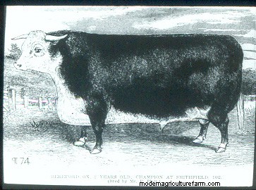 From Big to Small to Big to Small: A Pictorial History of How We’ve Changed What Cattle Look Like