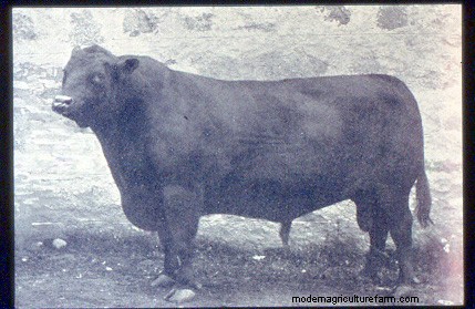 From Big to Small to Big to Small: A Pictorial History of How We’ve Changed What Cattle Look Like
