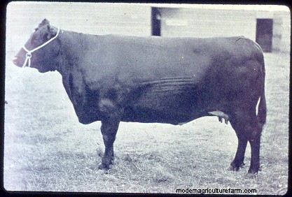 From Big to Small to Big to Small: A Pictorial History of How We’ve Changed What Cattle Look Like