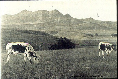 From Big to Small to Big to Small: A Pictorial History of How We’ve Changed What Cattle Look Like
