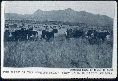 From Big to Small to Big to Small: A Pictorial History of How We’ve Changed What Cattle Look Like