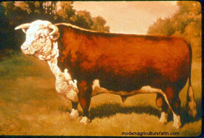 From Big to Small to Big to Small: A Pictorial History of How We’ve Changed What Cattle Look Like