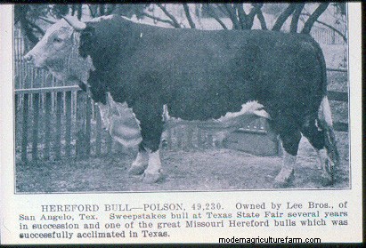 From Big to Small to Big to Small: A Pictorial History of How We’ve Changed What Cattle Look Like