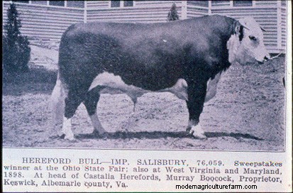 From Big to Small to Big to Small: A Pictorial History of How We’ve Changed What Cattle Look Like