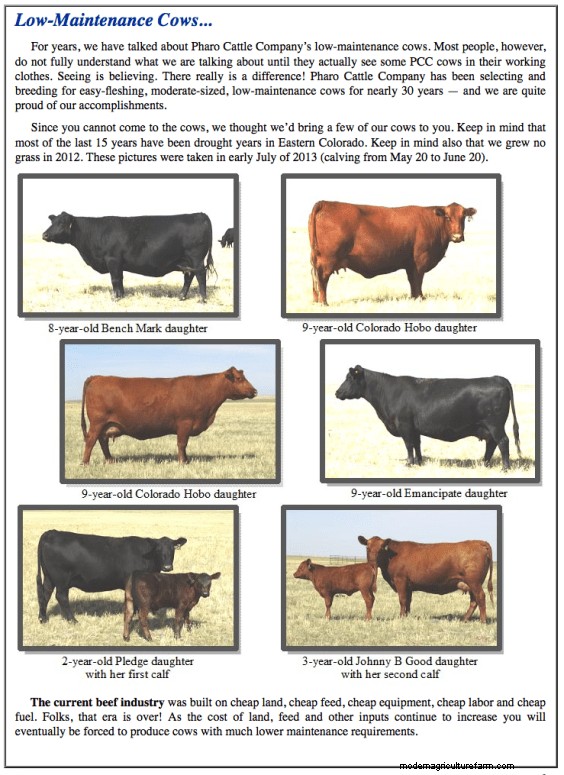 Let Your Environment Help You Choose Your Replacement Heifers
