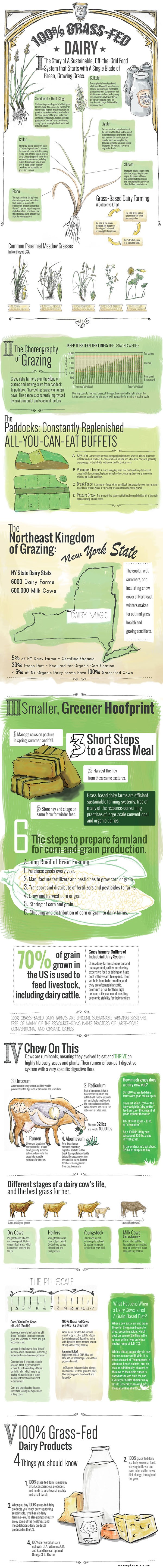 From Grass to Milk – The Whys and Hows of Grassfed Dairy in One Graphic