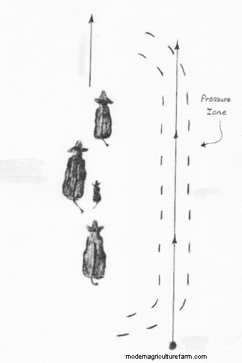 Low-Stress Livestock Handling “Dance Steps”