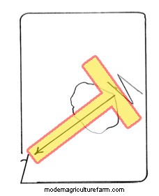 Low-Stress Livestock Handling “Dance Steps”