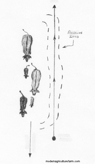 Low-Stress Livestock Handling “Dance Steps”