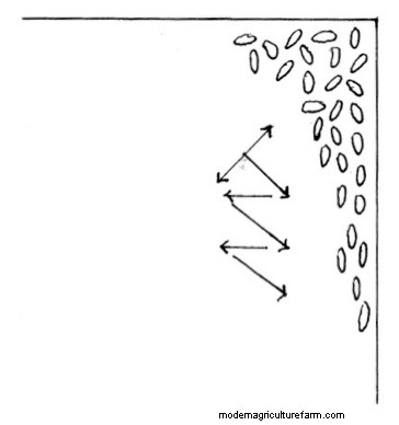 Low-Stress Livestock Handling “Dance Steps”
