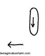 Low-Stress Livestock Handling “Dance Steps”