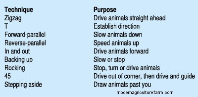 Low-Stress Livestock Handling “Dance Steps”