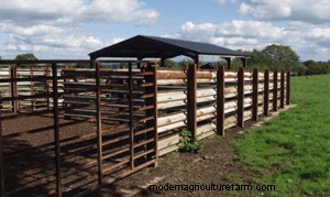 Cattle Shrink When They’re Stressed