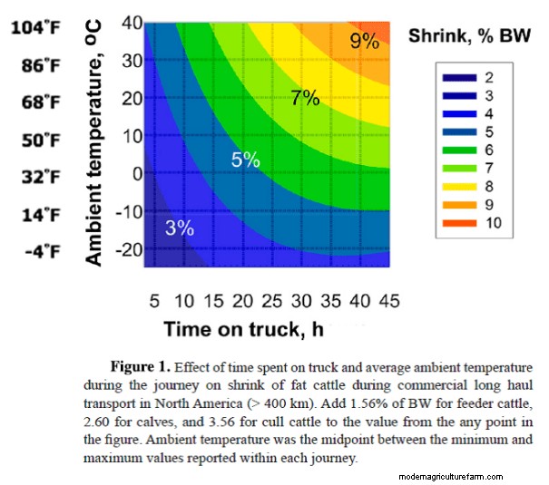 Cattle Shrink When They’re Stressed