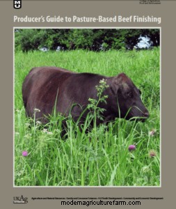 Is Your Beef Finished? Use Frame and Body Condition Score to Find Out