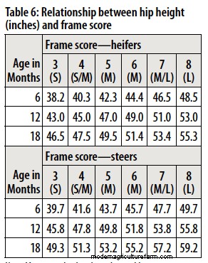 Is Your Beef Finished? Use Frame and Body Condition Score to Find Out