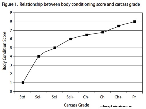 Is Your Beef Finished? Use Frame and Body Condition Score to Find Out