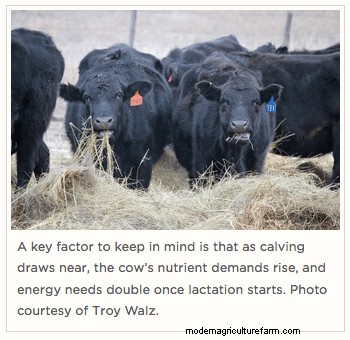 Save Money By Not Overfeeding Protein