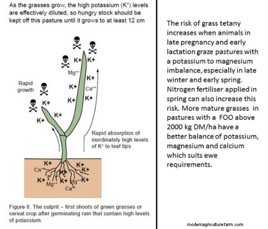 Grass Tetany Prevention and Cures