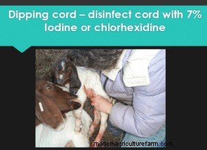 Kidding and Lambing Tips For First Timers and Old Hands