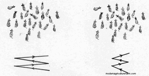 How to Drive Livestock Using Low-Stress Handling Techniques