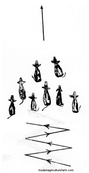 How to Drive Livestock Using Low-Stress Handling Techniques