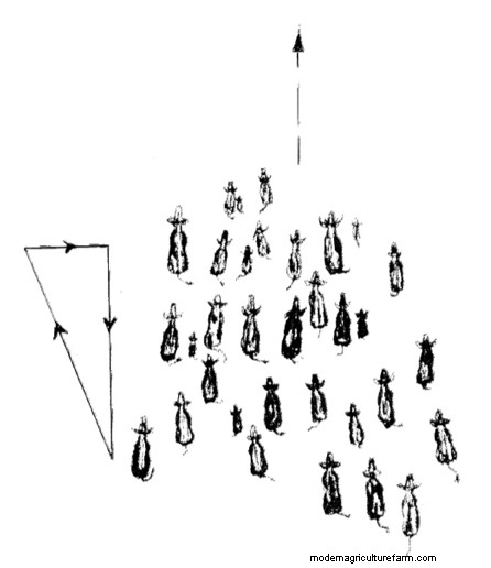 How to Drive Livestock Using Low-Stress Handling Techniques