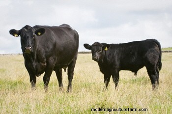 Raising Your Own Replacements? Maybe You Shouldn’t