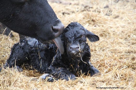 Cow Nutrition Requirements: Calving to Breeding