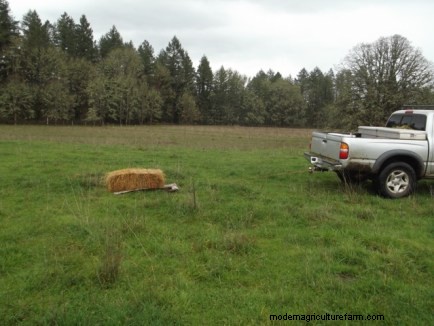 Training Cattle to Follow Part 2: Working With Short Term Cattle